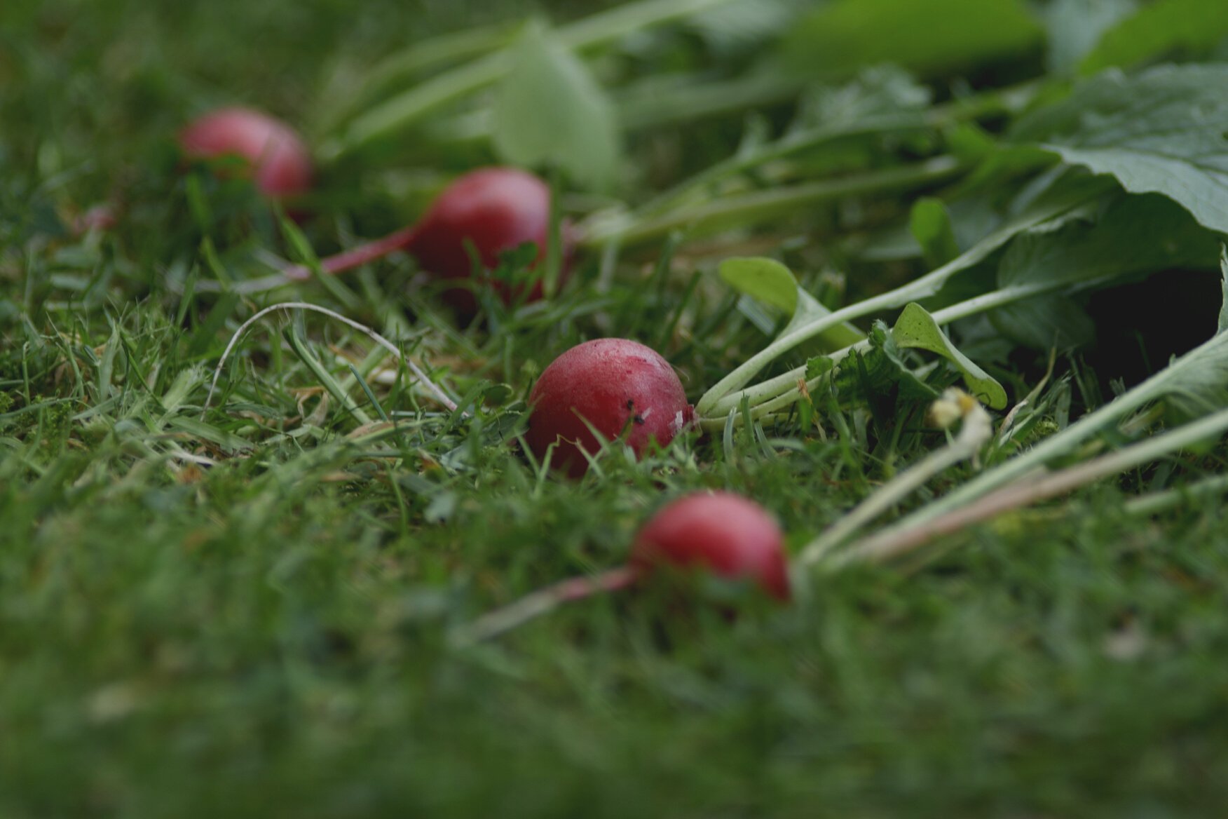 Freshly Grown Raddish On Lawn